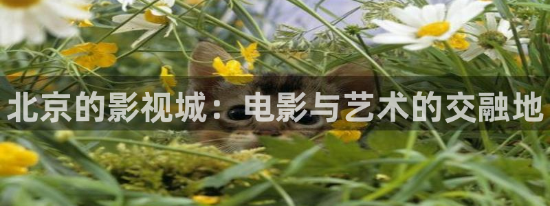 星辰影视大全在线观看免费观看：北京的影视城：电影与艺术的交融地